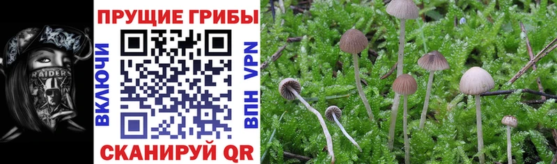 Купить закладки  Андреаполь  Псилоцибиновые грибы Cubensis 